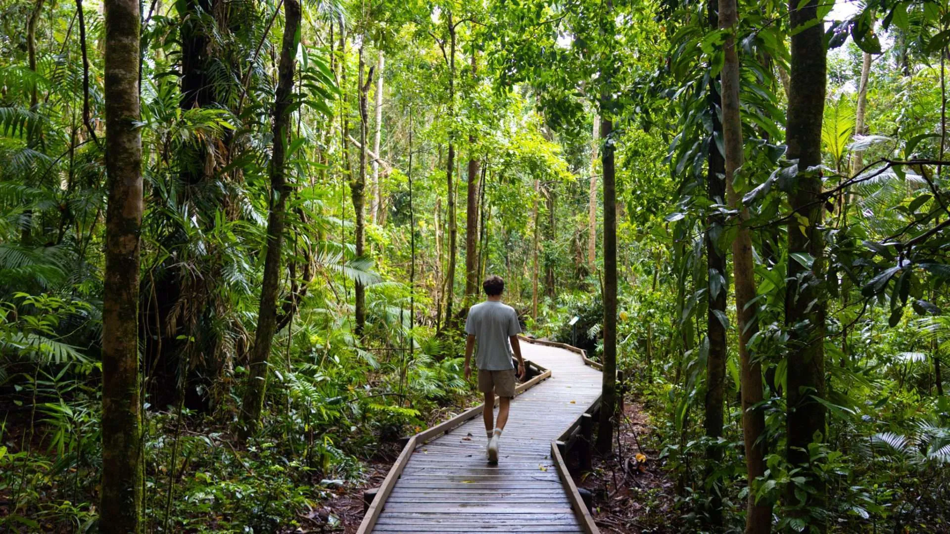 Person walking along a wooden boardwalk through a lush tropical rainforest.
