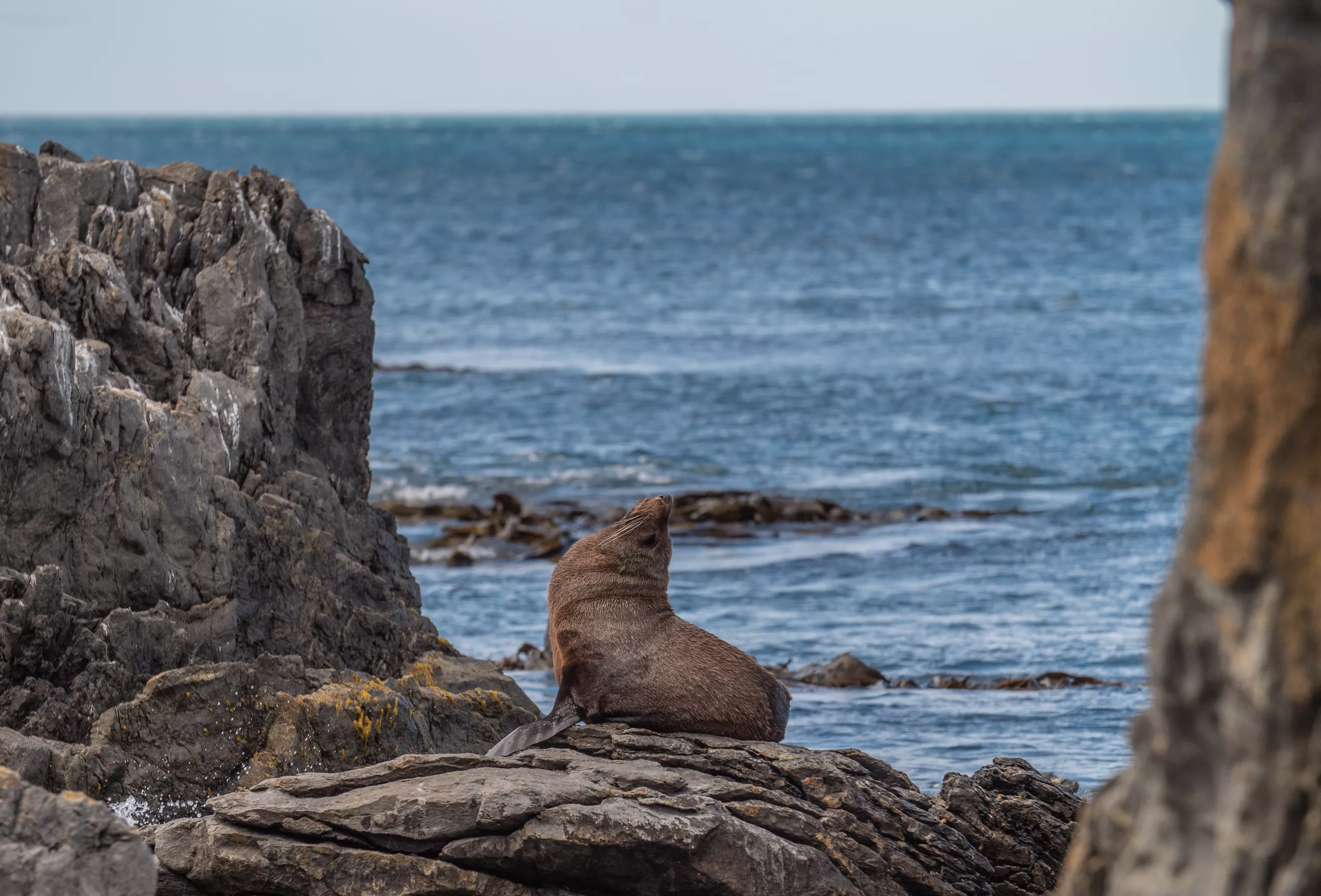 Sea shoreline with a brown seal resting on jagged rocks, Pacific-like blue water in the background.